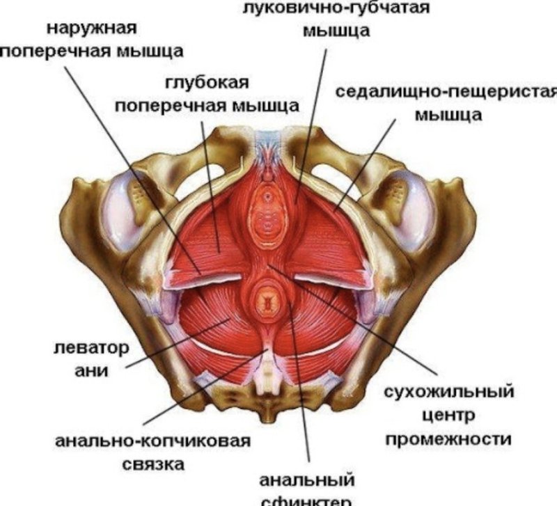 Мышцы тазового дна анатомия